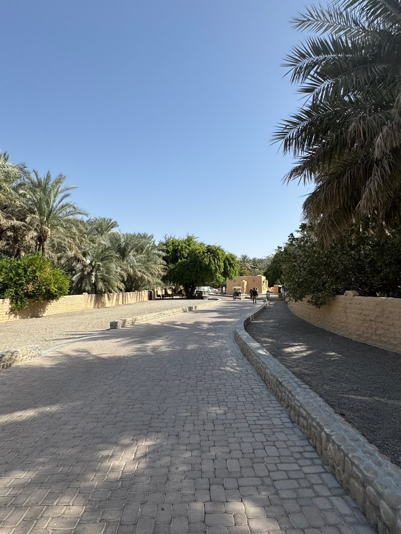 A palm-lined path in the oasis; photographed by Takeki Shinkawa during his visit.